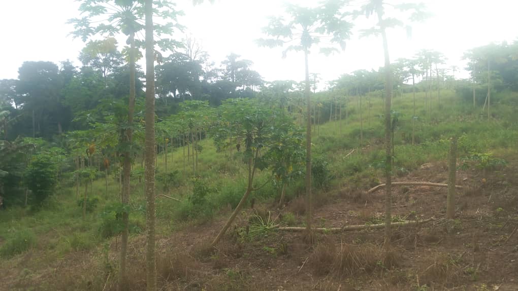 🏞️ Premium Land for Sale – Aburi–Peduase (Springfield Community)